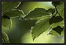beuk DSC_0419-01